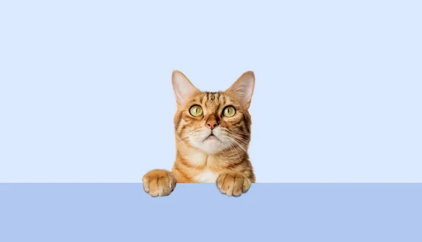 Eine Rote Katze Lugt Neugierig Hinter Blauem Hintergrund Hervor Neugierige — Stockfoto