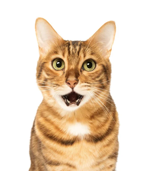 Portret Van Een Verraste Bengaalse Kat Met Een Open Mond — Stockfoto