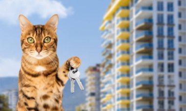 Bir apartmanın arka planında anahtarları olan kırmızı bir kedi. Boşluğu kopyala.