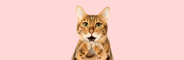Gato Urprised Cobrindo Sua Boca Com Suas Patas Fundo Rosa — Fotografia de Stock