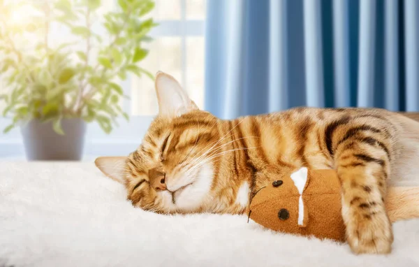 Egy Hangulatos Macska Édesen Alszik Egy Játékegérrel Szobában Bengáli Macska — Stock Fotó