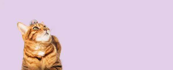 Красная Домашняя Кошка Играет Игрушечной Мышкой Фиолетовом Фоне Копирование Пространства — стоковое фото