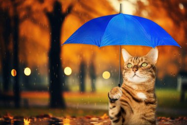 Sonbahar parkının arka planında şemsiyesi olan bir kedi. Kedi yağmurdan korunmak için şemsiyenin altında saklanıyor..