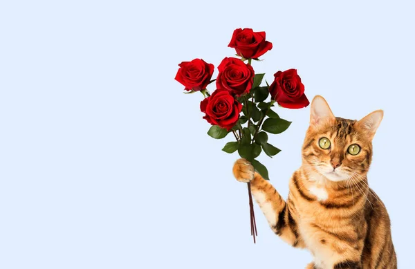 赤い猫は青い壁に対してバラの花束を抱えています コピースペース — ストック写真