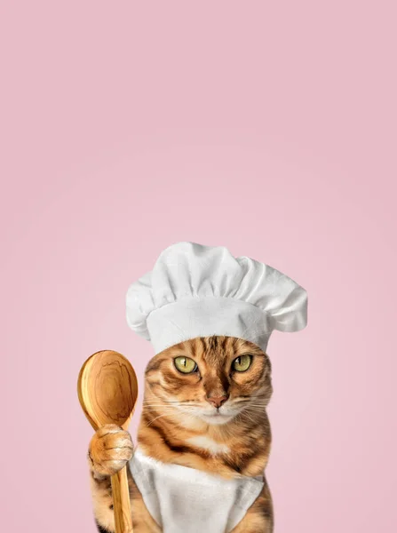 Ginger Cat Cook Pink Wall Copy Space — Stock Photo, Image