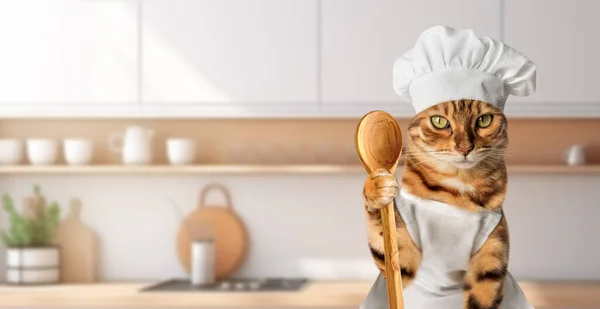 Red Cat Cook Background Kitchen Copy Space — Stock Photo, Image