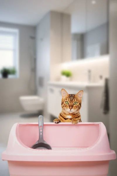 Ginger cat and pink cat sand tray in the bathroom. Toilet training a cat. Copy space.