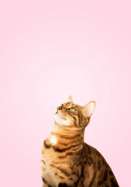 Gato Bengala Mira Hacia Arriba Con Interés Copiar Espacio — Foto de Stock