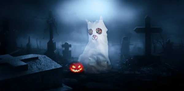Cat in a ghost costume in a cemetery at night. Halloween background.
