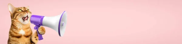 Lustige Hauskatze Mit Megafon Auf Rosa Hintergrund Kopierraum — Stockfoto