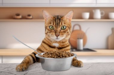 Bengal kedisi ve masada bir kase kuru yiyecek. Kediyi besliyor..