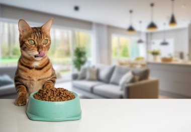 Bir kase kuru kedi mamasının yanında aç bir kedi. Boşluğu kopyala.