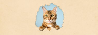 Bir kedi sarı bir stüdyonun arka planındaki delikten dışarı bakar. Yırtık kağıt arkaplanından bakan evcil hayvan, boşluğu kopyala