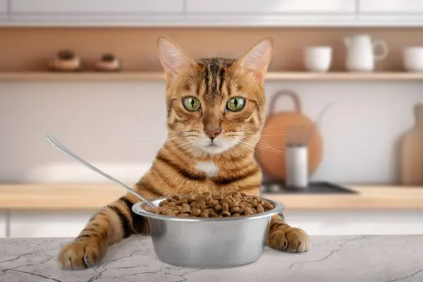 Bengal cat and a bowl of dry food on the table. Feeding the cat.