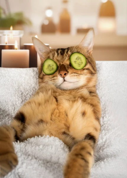 Funny cat is relaxing in the spa. A cat with a piece of cucumber on its eyes. Cucumber face mask.
