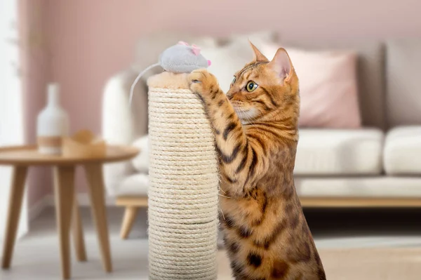 A Bengal cat plays with a plush mouse on a scratching post. Cat and scratching post.