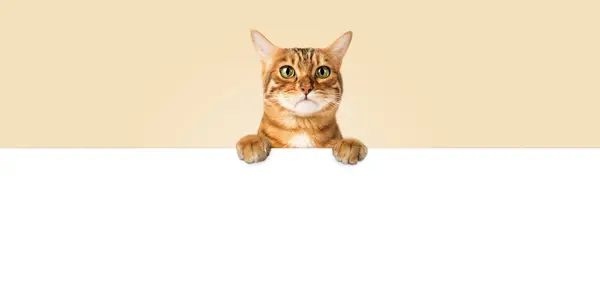 Gato Triste Molesto Asoma Detrás Una Pancarta Blanca Copiar Espacio — Foto de Stock