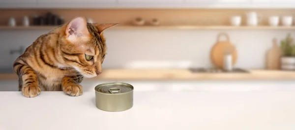 Hungry bengal cat and wet cat food on the table