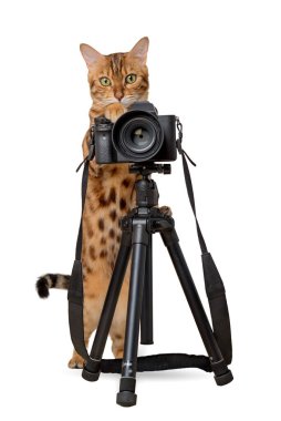 Beyaz arka planda SLR kamerası olan Bengal kedisi. Kedi fotoğrafçı izole.