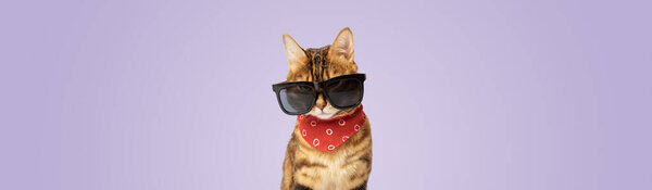 Bengal cat wearing sunglasses and a neckerchief on a purple background. Copy space.