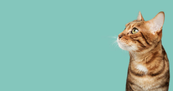Face Bengal Cat Side View Copy Space — Stock Photo, Image