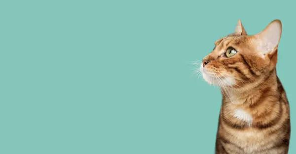 Das Gesicht Einer Bengalischen Katze Seitenansicht Kopierraum Stockfoto