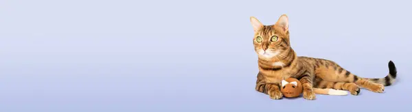 Bengalische Hauskatze Mit Einer Plüschmaus Hintergrund Kopierraum — Stockfoto