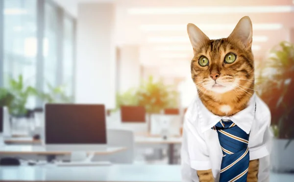 Забавный Красный Кот Костюме Офисе Рабочем Месте Кошачий Бизнесмен Офисный — стоковое фото