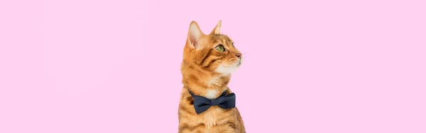 Elegante Gato Jengibre Con Pajarita Sobre Fondo Morado Copiar Espacio —  Fotos de Stock