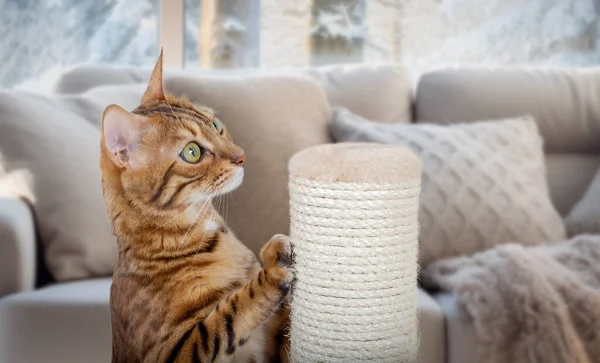 A Bengal cat sharpens its claws on a pole using a jute rope. Accustoming a cat to a scratching post.