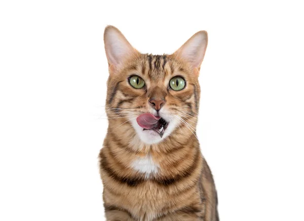 Eine Bengalische Katze Leckt Sich Erwartung Von Futter Die Lippen lizenzfreie Stockfotos