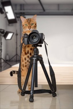 Fotoğraf stüdyosunun önünde SLR kamerası olan Bengal kedisi. Kedi fotoğrafçı tripoddan fotoğraf çekiyor..