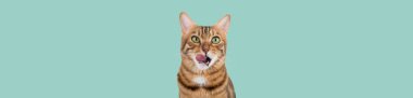Bir Bengal kedisi yemek beklentisiyle dudaklarını yalıyor. Yeşil arka planda aç kedi. Boşluğu kopyala.