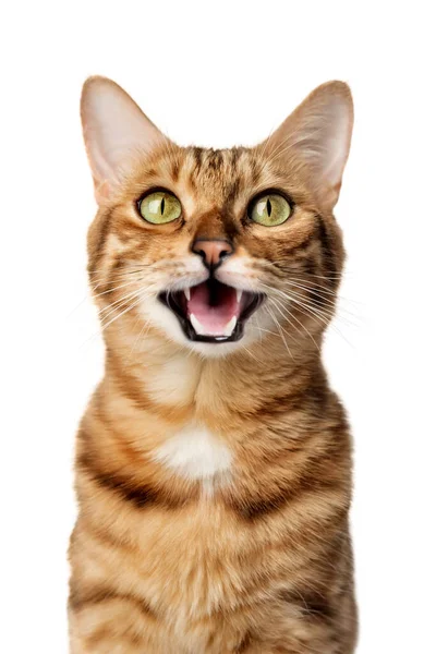 Lustiges Porträt Einer Glücklich Lächelnden Bengalkatze Mit Offenem Mund Auf lizenzfreie Stockbilder