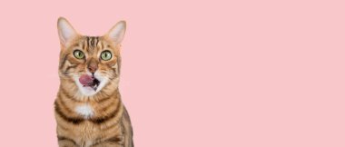 Bir Bengal kedisi yemek beklentisiyle dudaklarını yalıyor. Pembe arka planda aç kedi. Boşluğu kopyala.