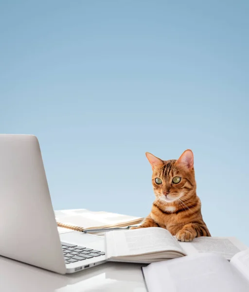 The cat sits at the desk and looks at the laptop. Cat and laptop on a colored background. Copy space.