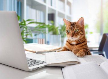 Kedi masaya oturur ve dizüstü bilgisayara bakar. Ofisin arka planına karşı kedi ve dizüstü bilgisayar.
