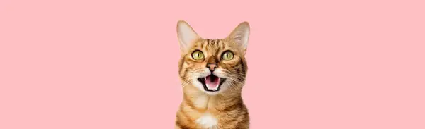 Lustiges Porträt Einer Glücklich Lächelnden Bengalkatze Die Mit Offenem Maul Stockbild