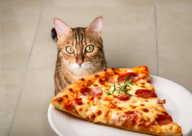 Bir Bengal kedisi bir dilim pizzayla tabağa bakar. Aç kedi..