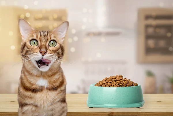 A Bengal cat licks its mouth near a bowl of food. Feeding the cat.