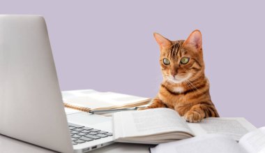 Kedi masaya oturur ve dizüstü bilgisayara bakar. Renkli arka planda kedi ve dizüstü bilgisayar. Boşluğu kopyala.