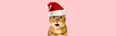 Bengal kedisi Noel Baba şapkası takıyor, Noel konsepti, pembe arka plan. Boşluğu kopyala.