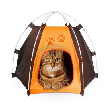 Bengal kedisi beyaz bir arka planda çadırda dinleniyor. Kedi çadırındaki kedi..