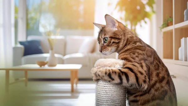 Bengal cat plays with a scratching post in the living room. Accustoming a cat to a scratching post.