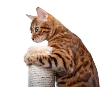 Bengal kedisi beyaz arka planda bir tırmalama direğiyle oynar. Bir kediyi tırmalama direğine alıştırmak.