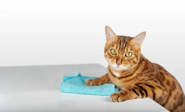 Γάτα Σκουπίζει Τραπέζι Ένα Πανί Μικροϊνών Γάτα Καθαρίζει Σπίτι Εικόνα Αρχείου