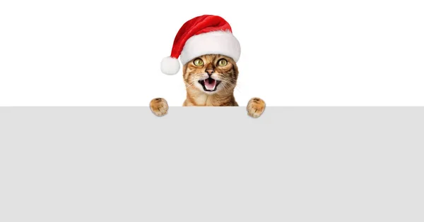 Eine Fröhliche Katze Mit Weihnachtsmütze Lächelt Und Blickt Hinter Einer Stockfoto