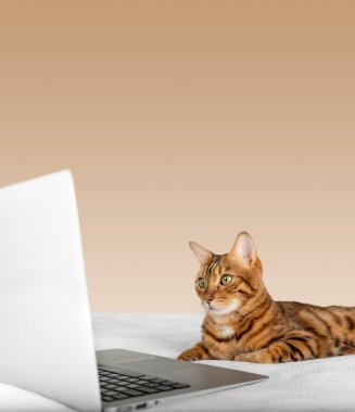 Evcil kedi kahverengi arka plandaki dizüstü bilgisayara bakıyor. Boşluğu kopyala.