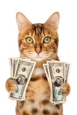Parası olan komik zengin kırmızı kedi. Kedi, beyaz bir arka planda, pençelerinde banknotlar tutuyor..