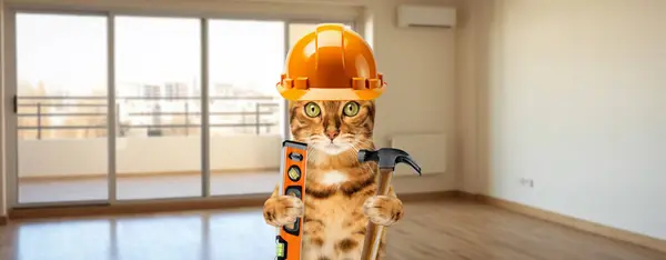 The cat is making repairs in the apartment. Interior renovation. Funny cat is a builder with a hammer and a construction level. Conceptual DIY renovation.